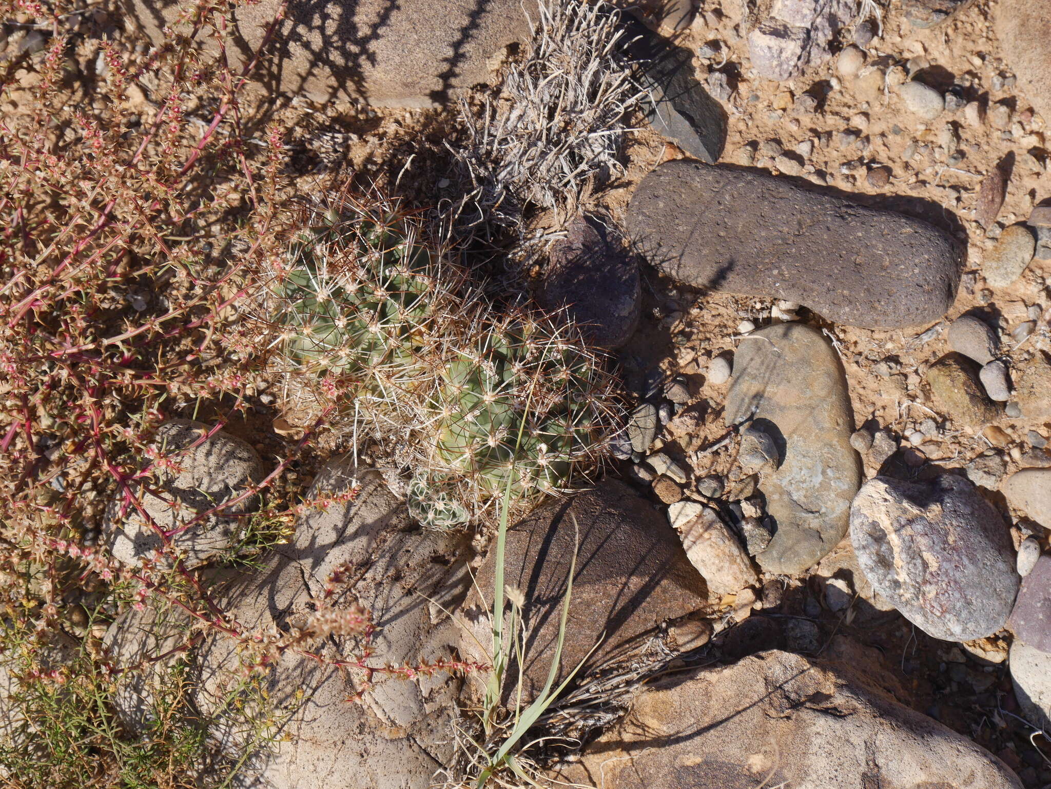 صورة Sclerocactus glaucus (K. Schum.) L. D. Benson