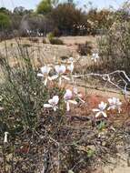 Image of Pelargonium grandiflorum (Andr.) Willd.