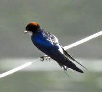 Image of Wire-tailed Swallow