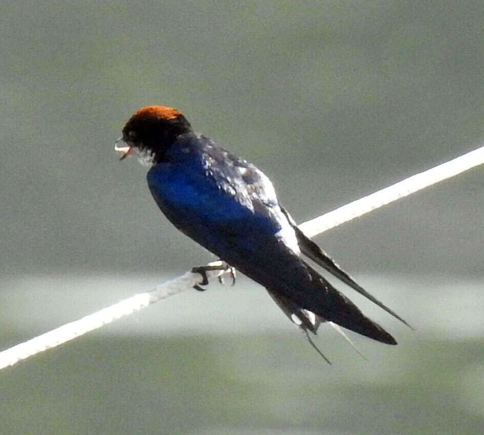 Image of Wire-tailed Swallow