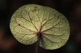 Image of Geophila renaris De Wild. & T. Durand