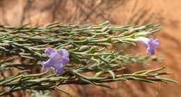 صورة Eremophila scoparia (R. Br.) F. Muell.