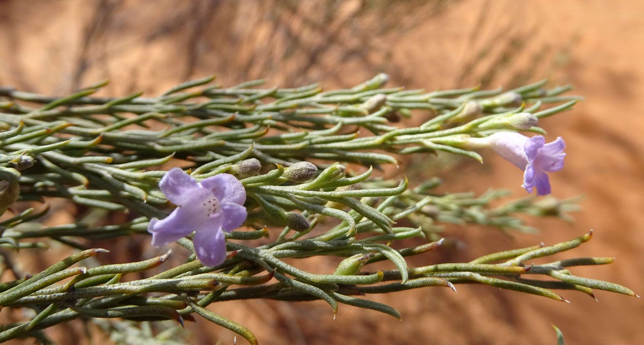 صورة Eremophila scoparia (R. Br.) F. Muell.