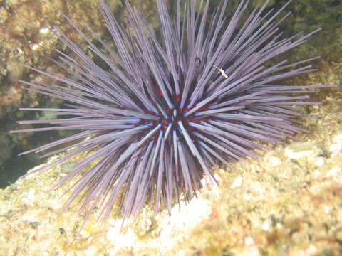 Image of Centrostephanus tenuispinus H. L. Clark 1914