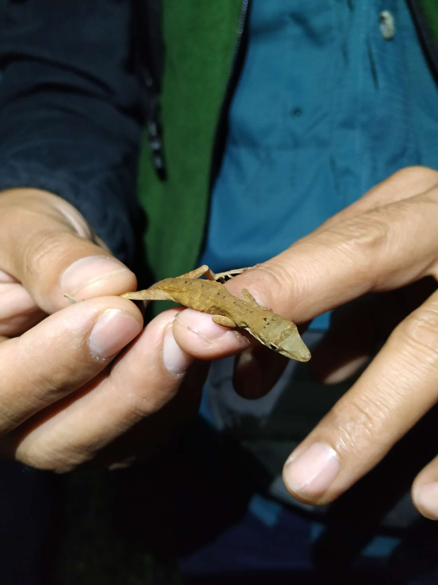 Image of Kempton's Anole