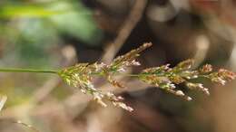 صورة Polypogon viridis (Gouan) Breistr.