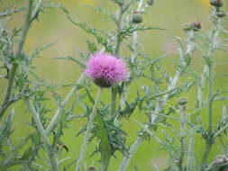 Image of Texas thistle