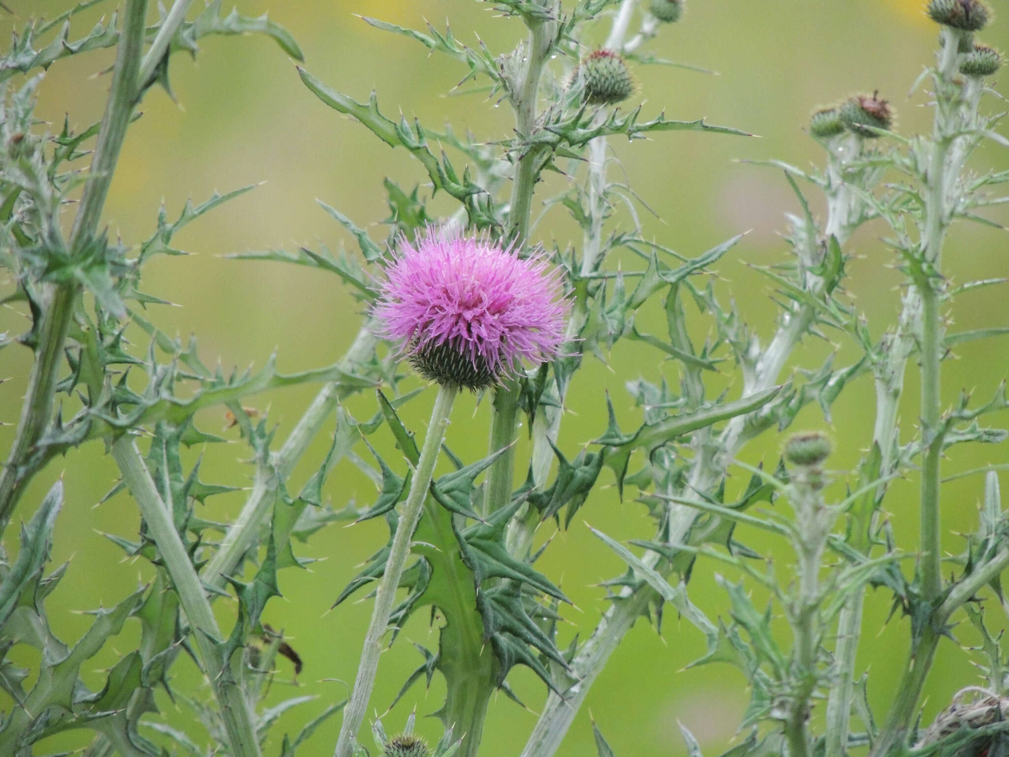 Image of Texas thistle