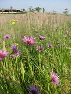 Image de Tragopogon porrifolius subsp. eriospermus (Ten.) Greuter