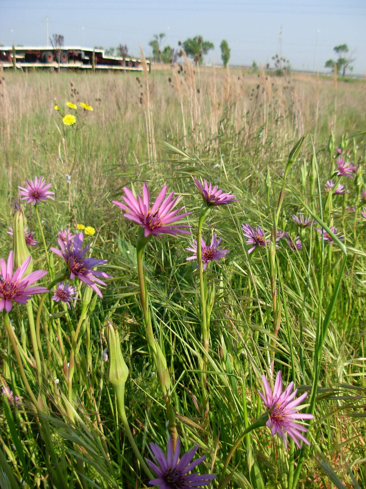 Image de Tragopogon porrifolius subsp. eriospermus (Ten.) Greuter