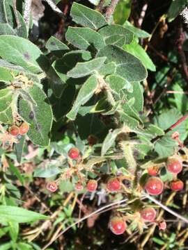 Image of Kings Mountain manzanita