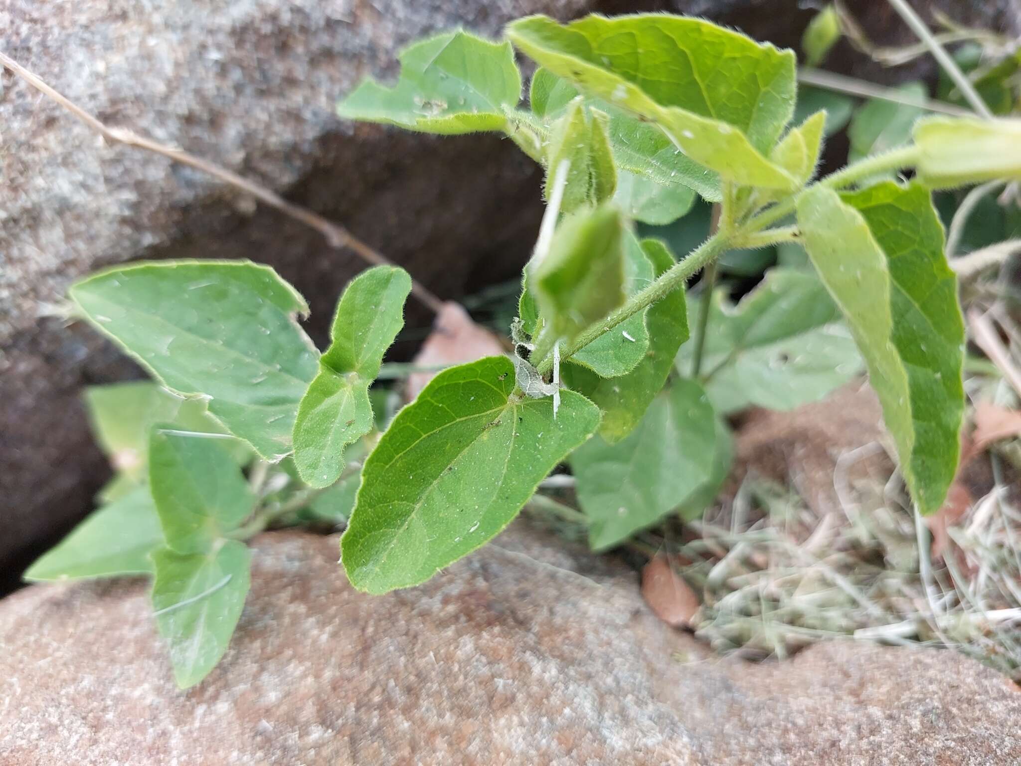 Image of Thunbergia neglecta Sond.