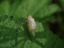 Image of Syneta albida J. L. Le Conte 1857