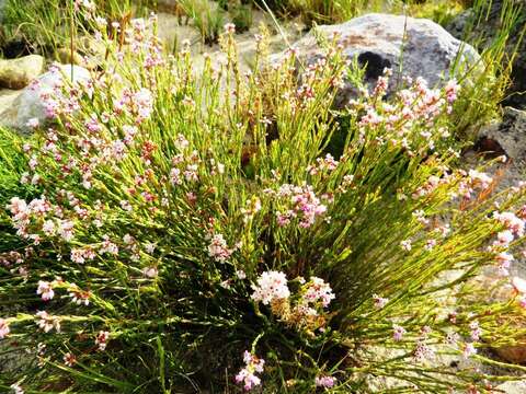 Image of Erica articularis var. articularis