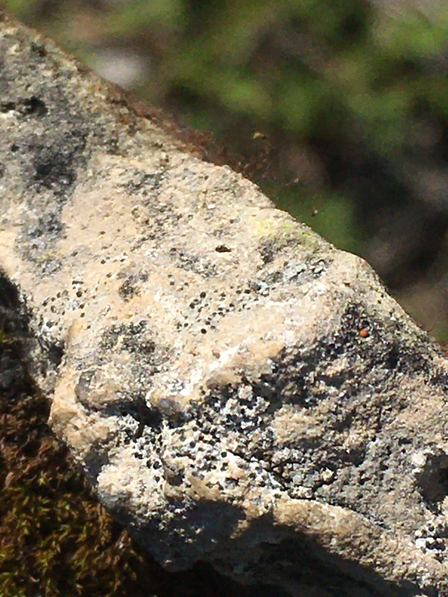 Image of Calkins' wart lichen