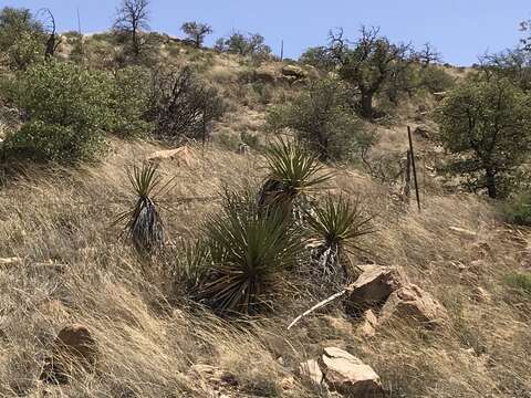 Image of Yucca baccata var. brevifolia L. D. Benson & Darrow