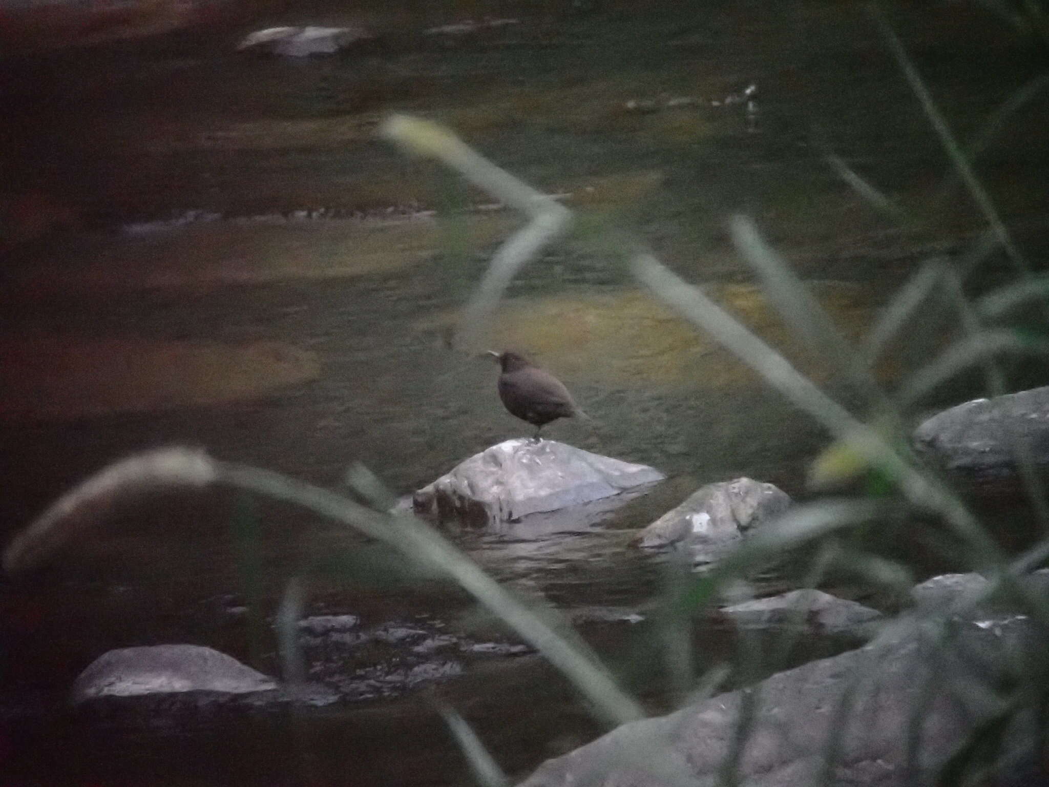 Image of Brown Dipper