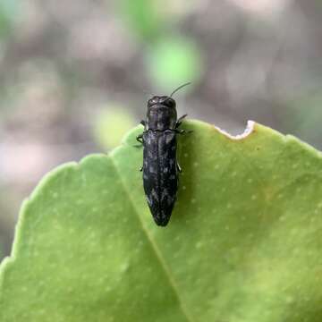 Image of Agrilus auriventris Saunders 1873