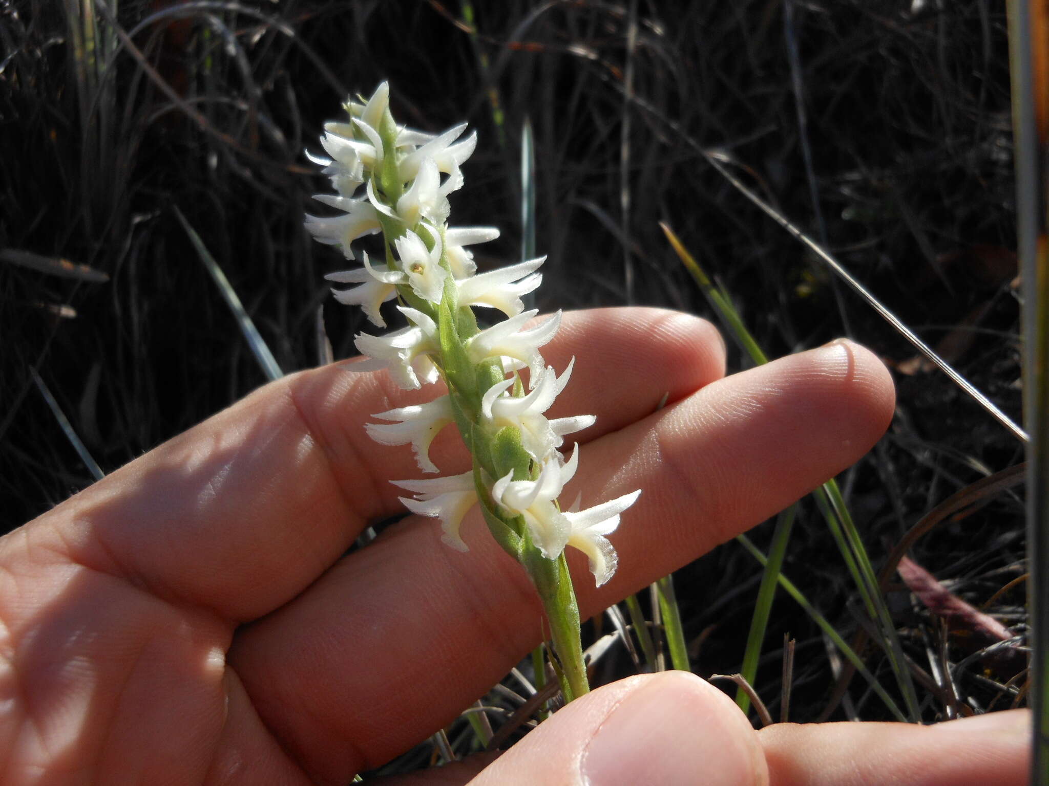 Spiranthes magnicamporum Sheviak的圖片