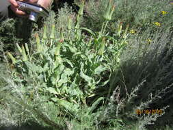 Image of Tragopogon marginifolius Pawl.