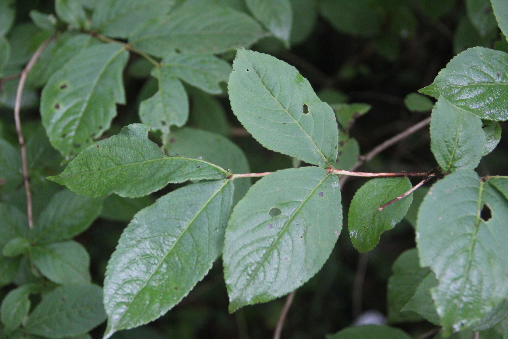 Image of Weigela praecox (Lemoine) L. H. Bailey