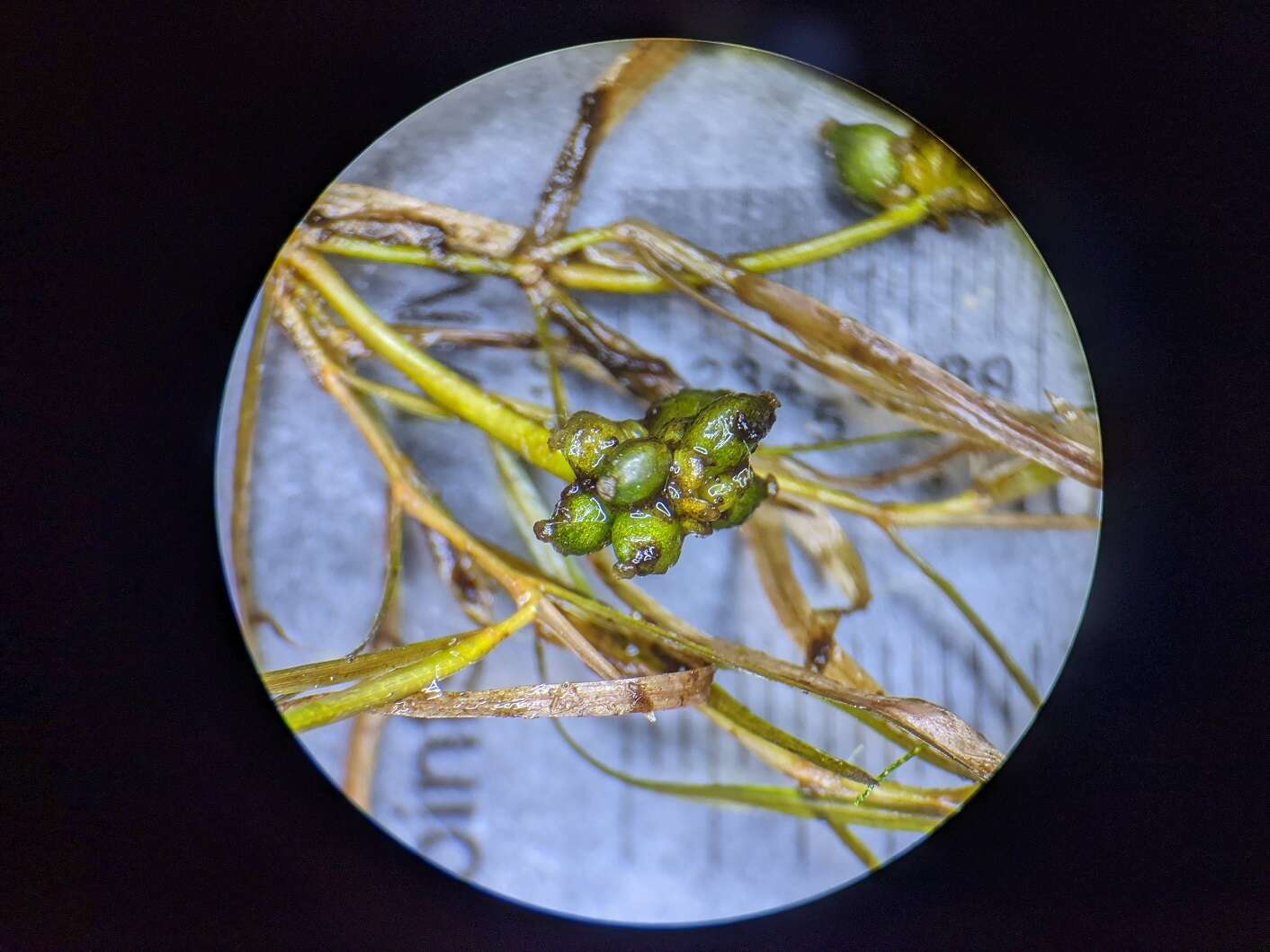 Image of leafy pondweed