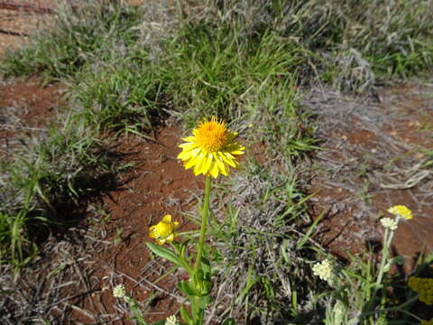 Image of Xerochrysum interiore Paul G. Wilson