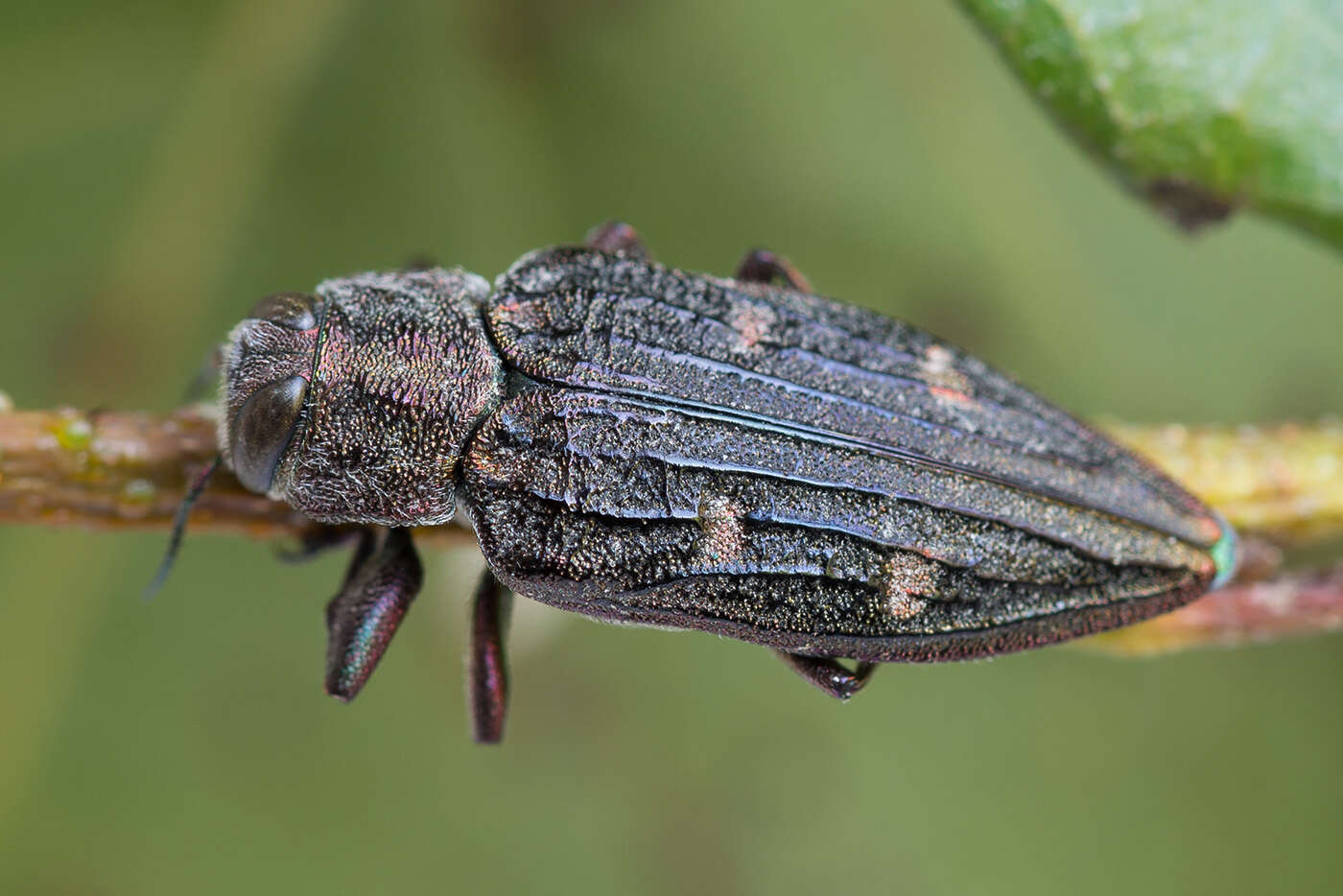 Image of Chrysobothris chrysostigma (Linnaeus 1758)