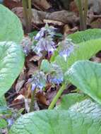 Слика од Trachystemon orientalis (L.) G. Don