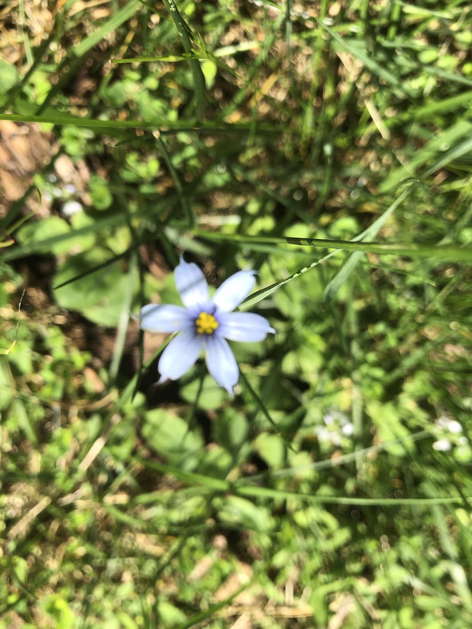 Image of eastern blue-eyed grass