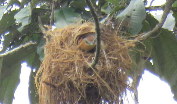 Image of Chestnut-crowned Becard