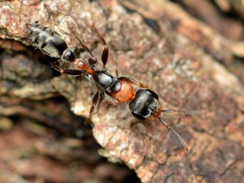 Image of Elongate Twig Ant