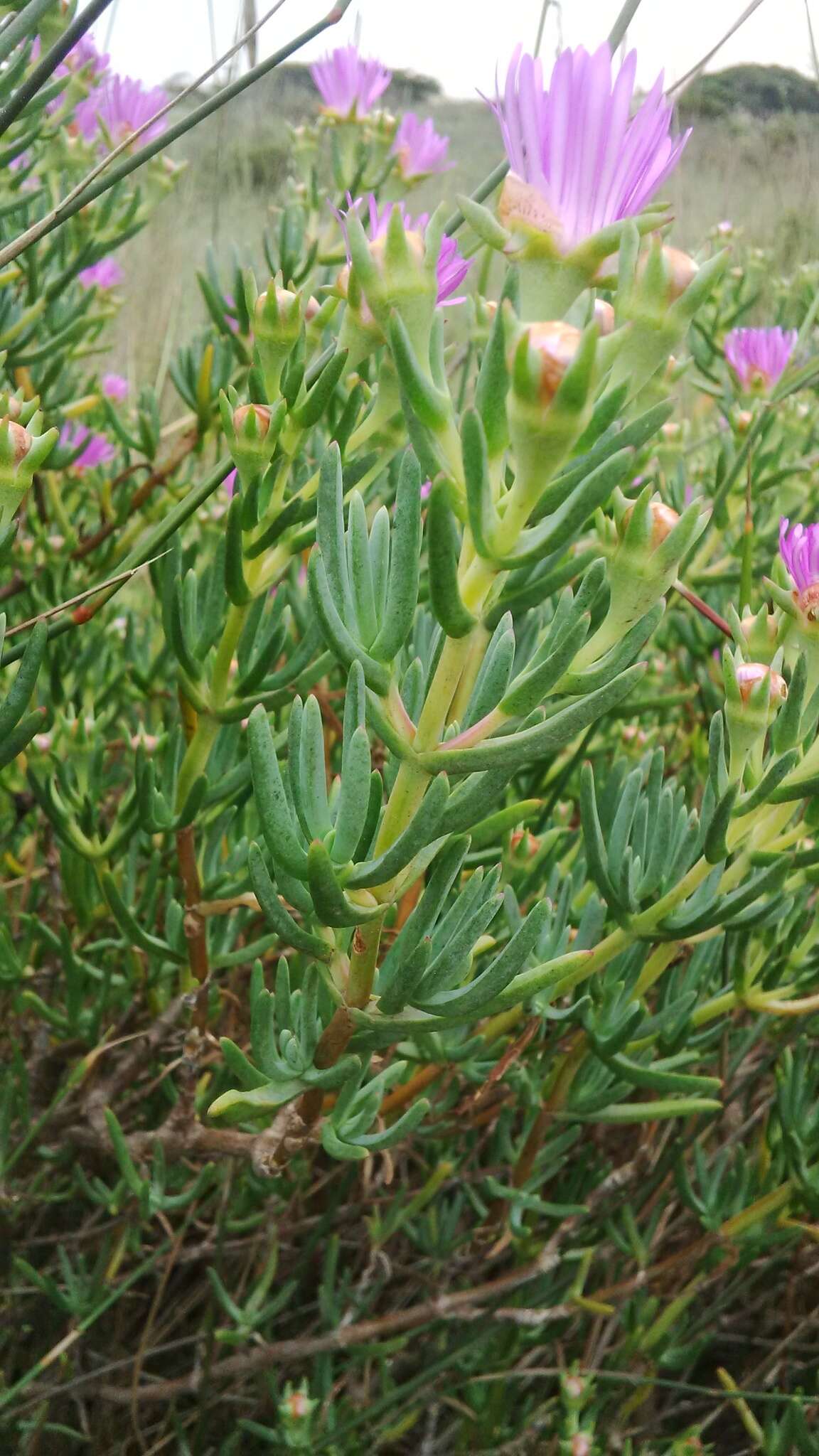 Image of Lampranthus stipulaceus (L.) N. E. Br.