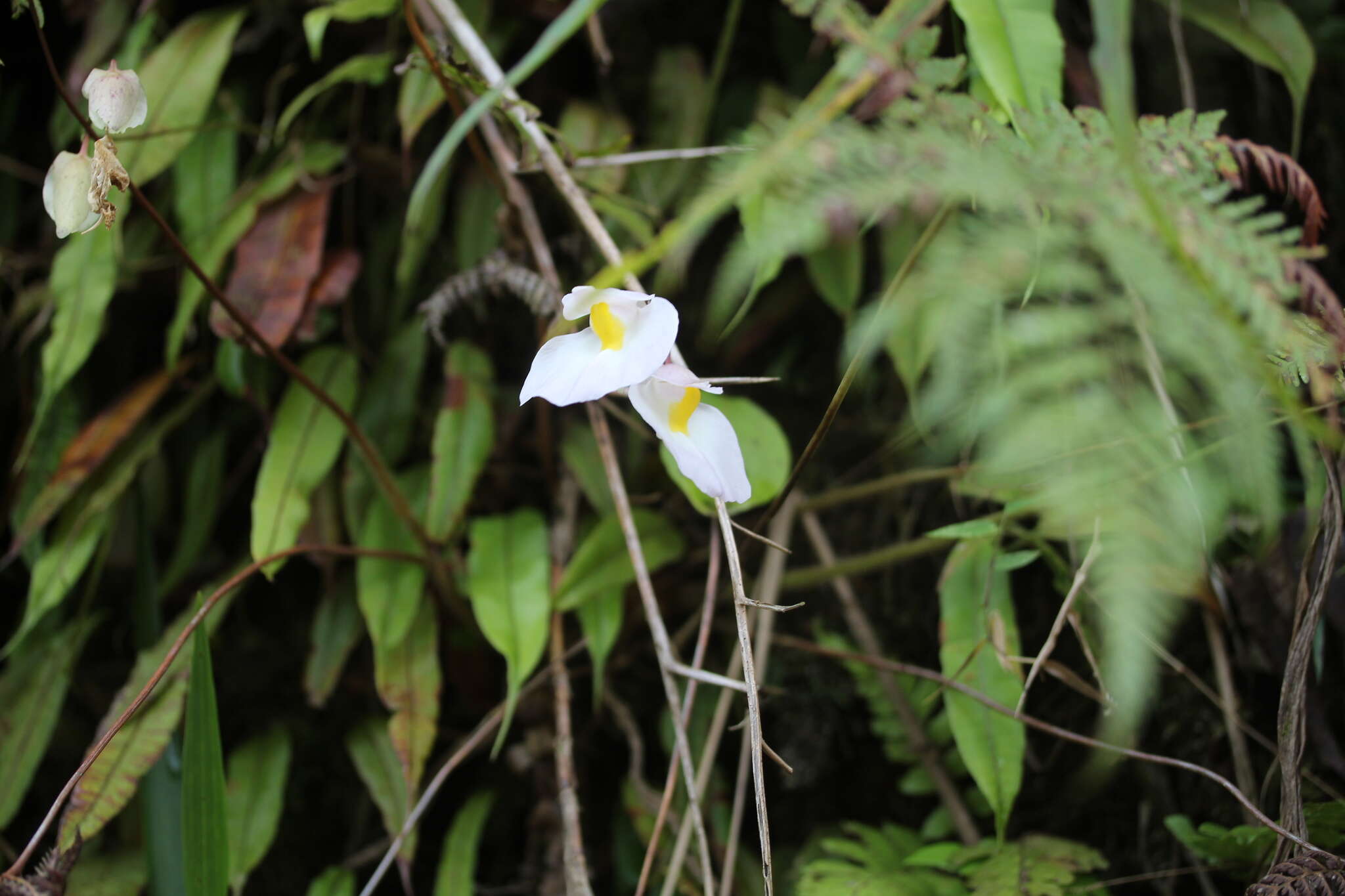 Utricularia praetermissa P. Taylor的圖片