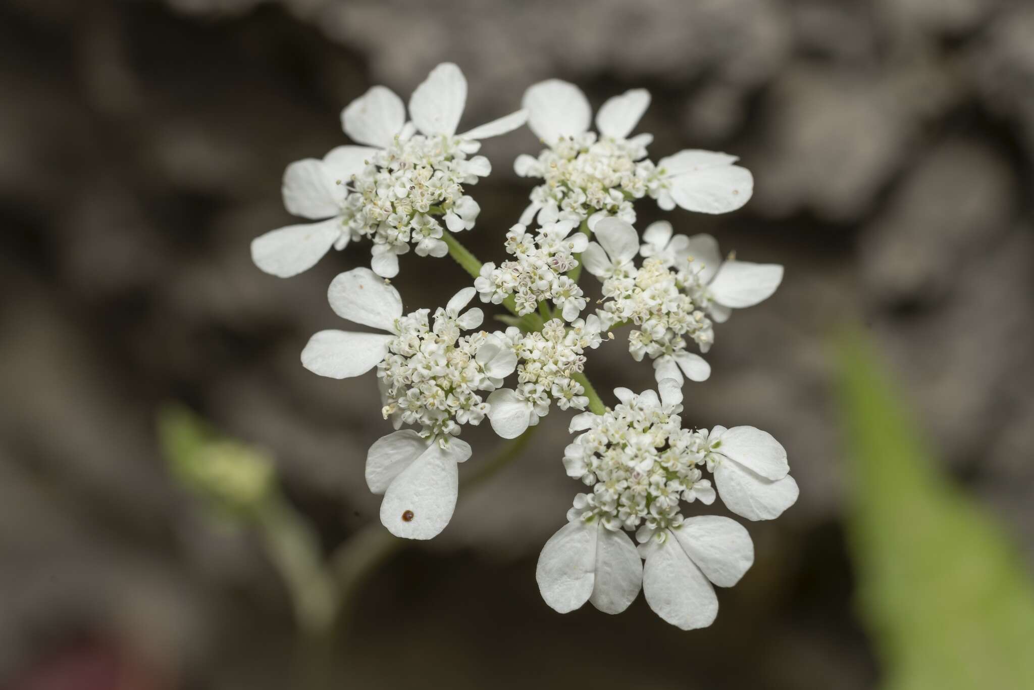 Image of Tordylium pestalozzae Boiss.