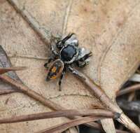 Image of Phidippus insignarius C. L. Koch 1846