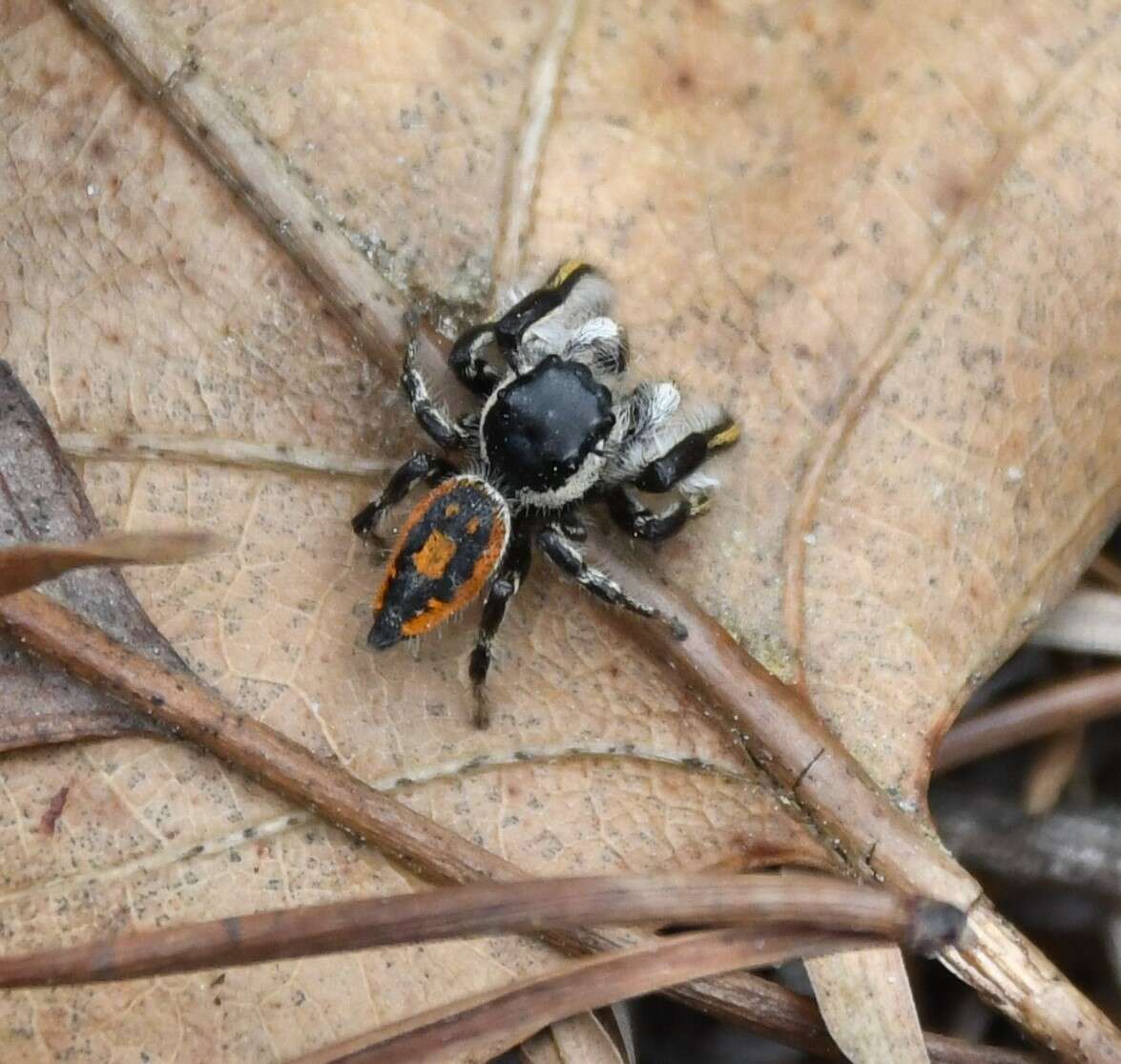 Image of Phidippus insignarius C. L. Koch 1846