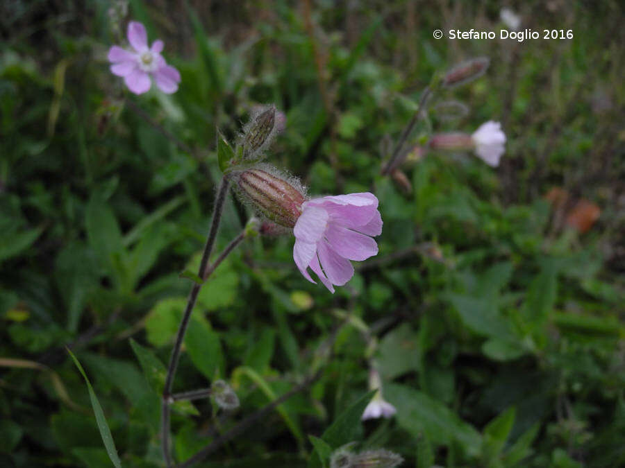 Imagem de Silene latifolia Poir.