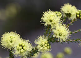 صورة Kunzea sulphurea Tovey & P. Morris