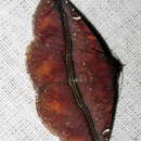 Image of Condate purpurea Hampson 1902