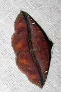 Image of Condate purpurea Hampson 1902
