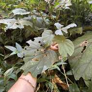 Image of Begonia nantoensis M. J. Lai & N. J. Chung