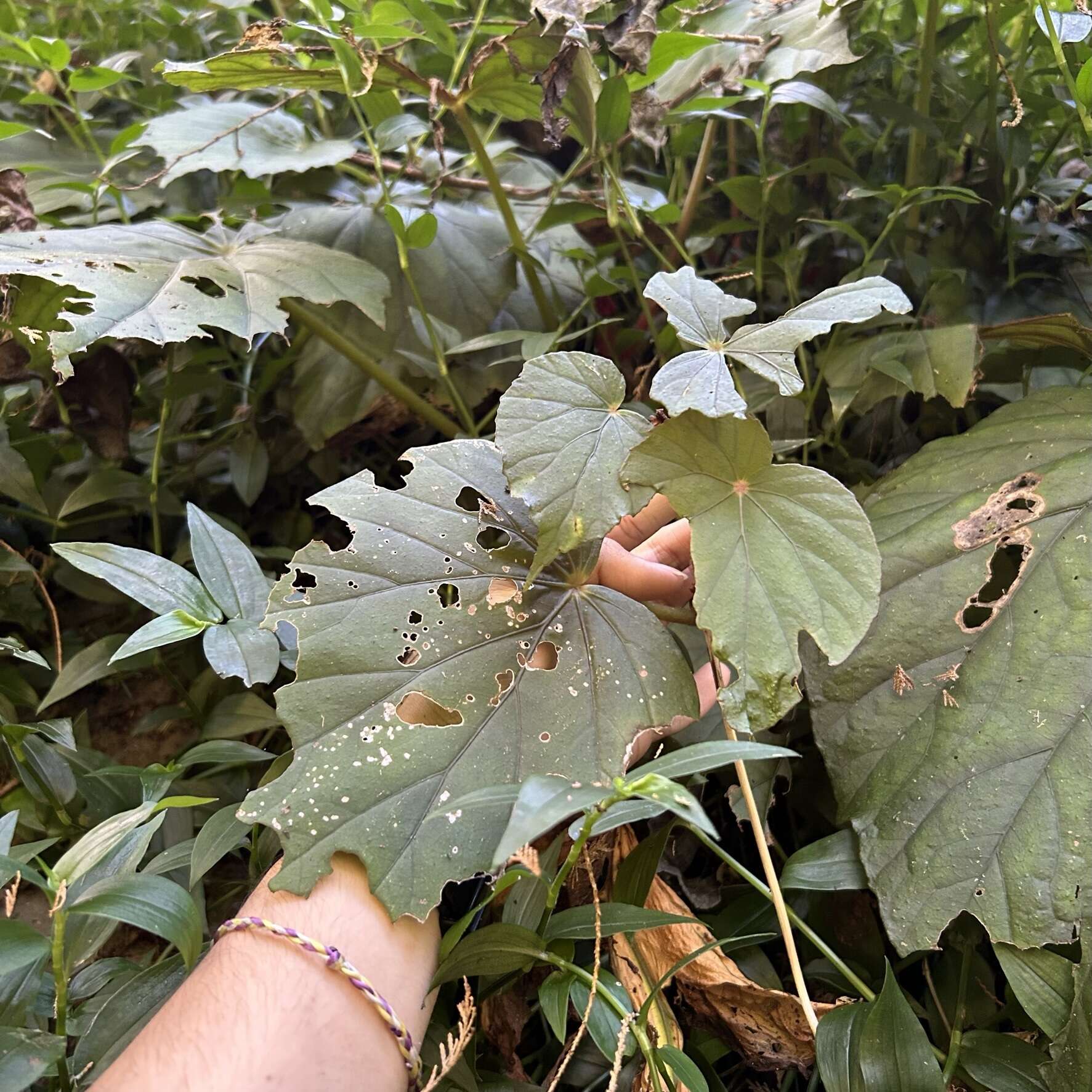 Image of Begonia nantoensis M. J. Lai & N. J. Chung