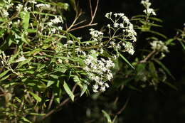 Image of Olearia lyrata (Sims) Hutch.