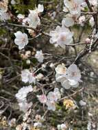 Imagem de Prunus sibirica L.