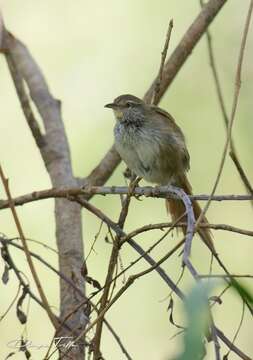 Limnoctites sulphuriferus (Burmeister 1869)的圖片