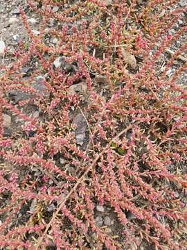 Image of Suaeda corniculata (C. A. Mey.) Bunge