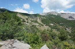 Imagem de Astragalus ponticus Pall.