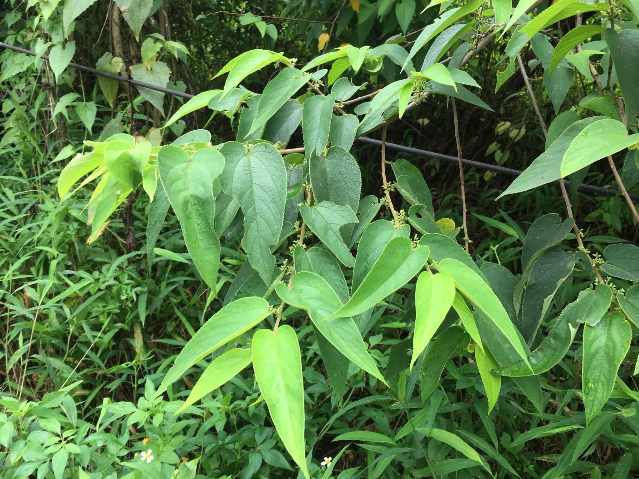 Image of peach-leaved poison bush