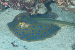 Image of Oceania fantail ray